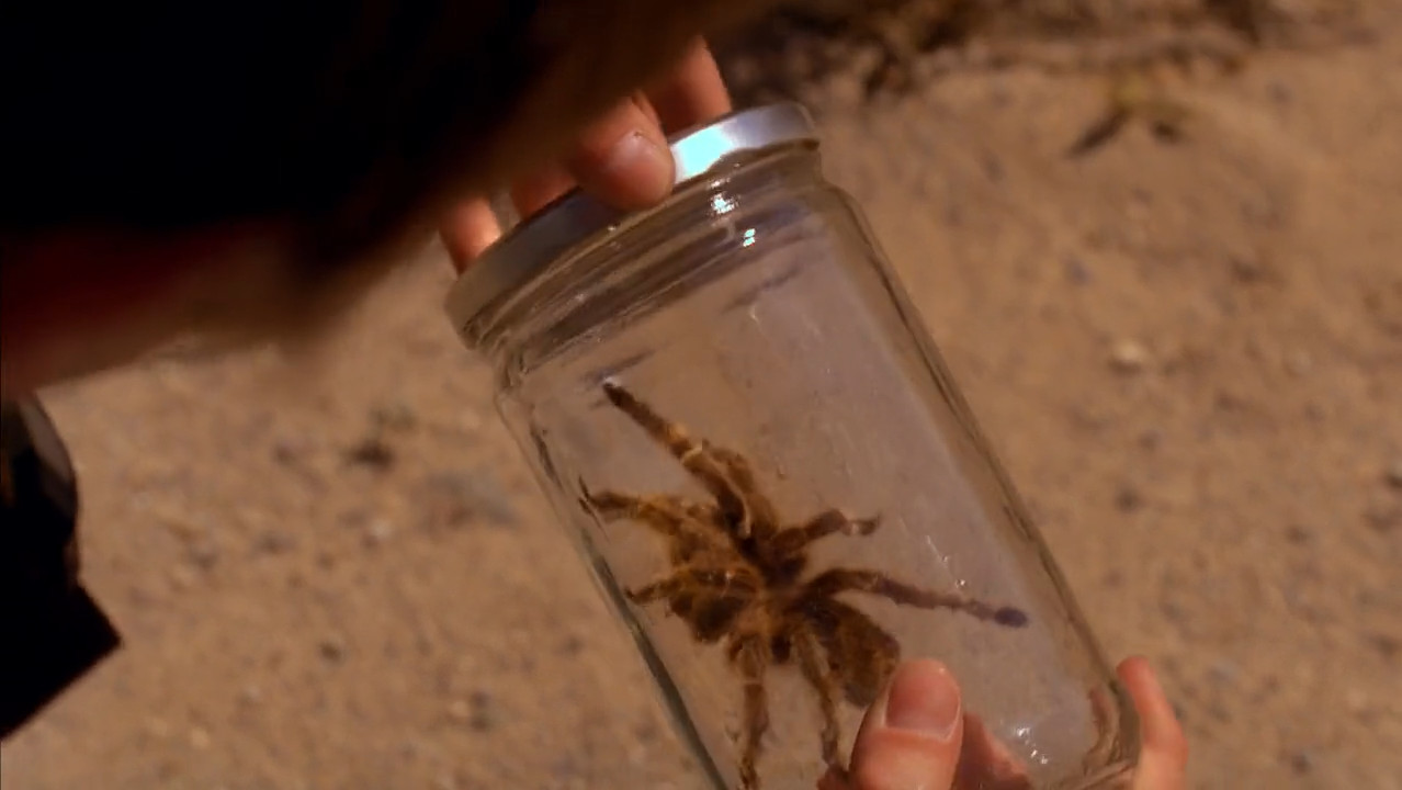 Drew Sharp puts a spider in a jar